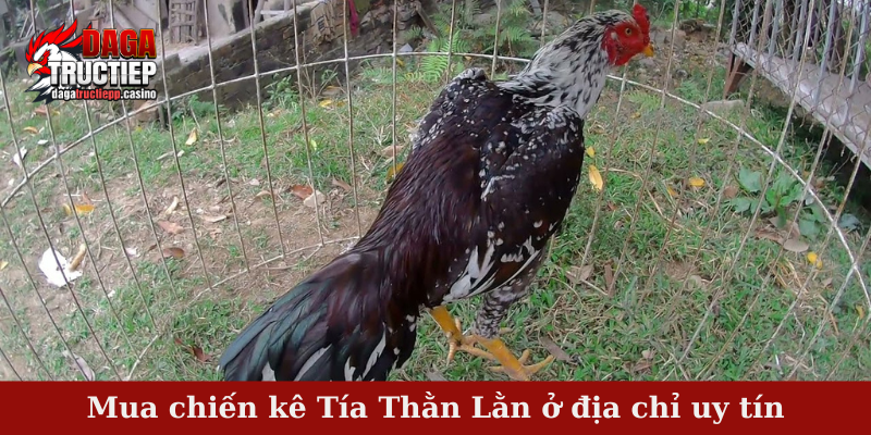 Mua chiến kê Tía Thằn Lằn ở địa chỉ uy tín