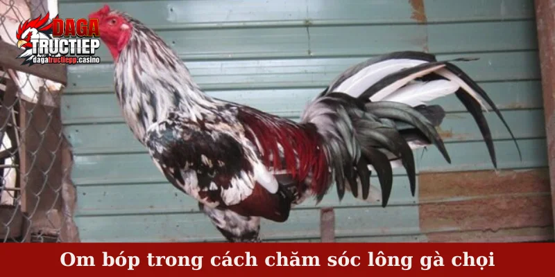 Om bóp trong cách chăm sóc lông gà chọi