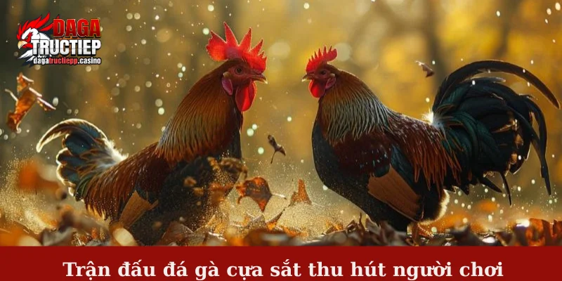 Trận đấu đá gà cựa sắt thu hút người chơi