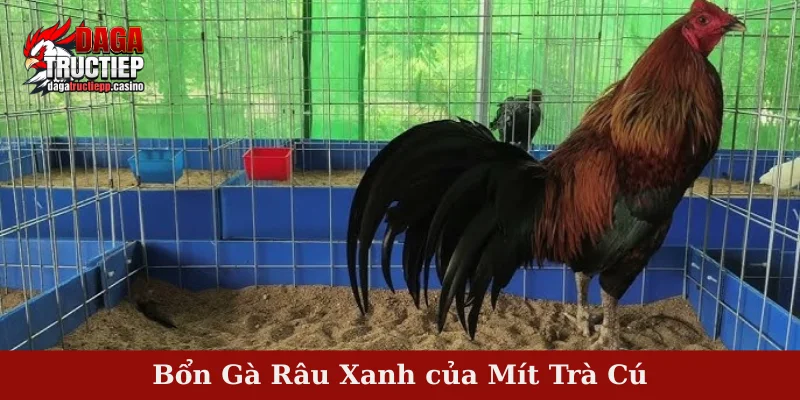 Bổn Gà Râu Xanh của Mít Trà Cú