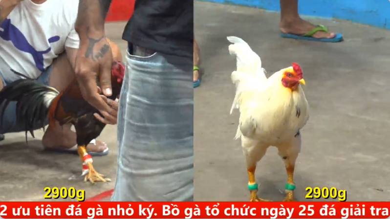 Trận 2 trực tiếp bồ gà c5 ngày 11/09/2025 - Anh Khanh Chợ Lách vs anh Long Thomo cự toàn gà dữ 1 5 3