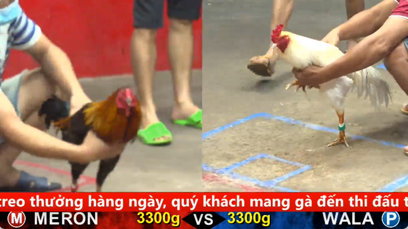Trận 10 trực tiếp bồ gà cpc 5 ngày 26/09/2025 - Gà Khét idol Khanh Chợ Lách lên lớp điều đặng 1 5 9