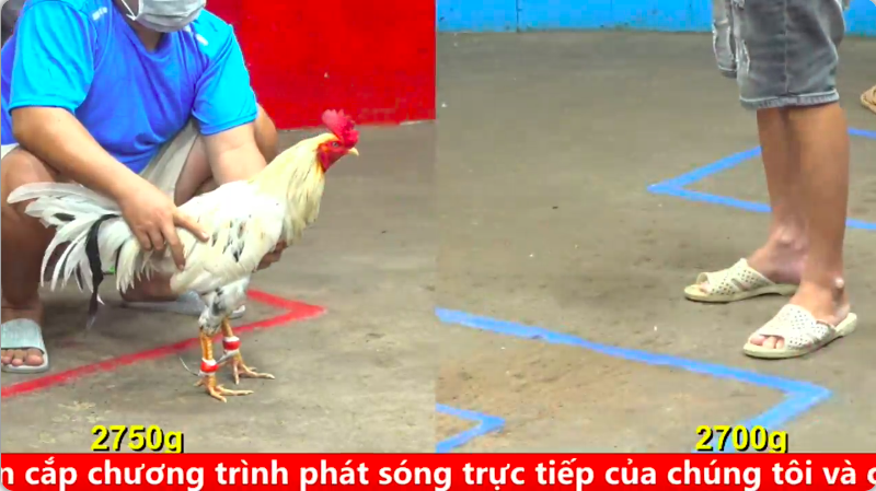 Trận 15 bồ gà cpc 5 ngày 02/09/2025 - Anh Giang Đức Hòa vs anh Hải Bến Tre xổ đá căng 300 1 cpc 4