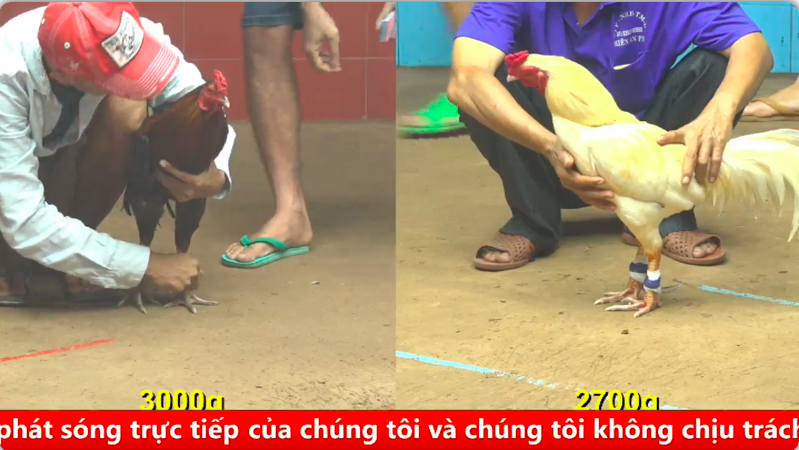 Trận 2 Cpc 4 03/09/2025 - Gà Điều đuôi lao bo khủng tung đòn như búa bổ 1 cpc 4 1