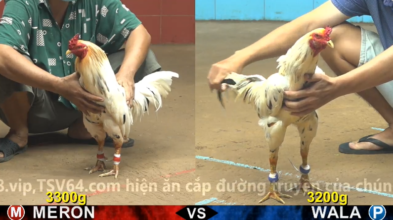 Trận 25 trực tiếp bồ gà cpc 4 ngày 10/11/2025 - Anh Dự Bảo Lộc vs anh Bảo Sting xổ 30 1 cpc 4